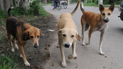 On August 11, justices Pardiwala and Mahadevan had directed civic bodies in Delhi, Noida, Ghaziabad and Gurugram (Faridabad added in the written order) to round up all stray dogs within eight weeks and keep them in dedicated shelters. (HT_PRINT/Representative) On August 11, justices Pardiwala and Mahadevan had directed civic bodies in Delhi, Noida, Ghaziabad and Gurugram (Faridabad added in the written order) to round up all stray dogs within eight weeks and keep them in dedicated shelters. (HT_PRINT/Representative)