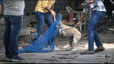 Reported rabies deaths total 54 across all of India in 2024. By comparison, car accidents claim around 2,000 lives every week. (Sanchit Khanna/HT Photo) Reported rabies deaths total 54 across all of India in 2024. By comparison, car accidents claim around 2,000 lives every week. (Sanchit Khanna/HT Photo)
