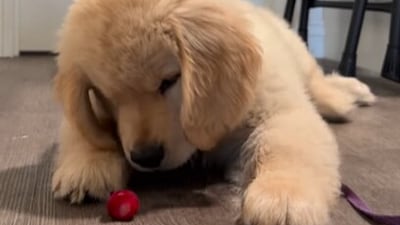 Chomchom’s first strawberry turned into a viral moment dog lovers could not resist. (Instagram/@bhootu_the_samoyed) Chomchom’s first strawberry turned into a viral moment dog lovers could not resist. (Instagram/@bhootu_the_samoyed)