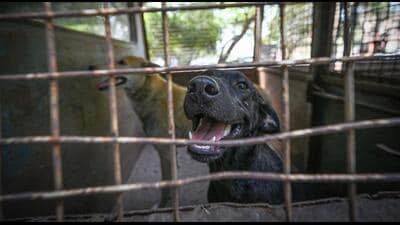 The SC’s full order states Delhi, Noida, Ghaziabad, Gurugram, and now Faridabad to build shelters for at least 5,000 dogs in 6–8 weeks, and start immediate capture drives. (Sanchit Khanna/HT Photo) The SC’s full order states Delhi, Noida, Ghaziabad, Gurugram, and now Faridabad to build shelters for at least 5,000 dogs in 6–8 weeks, and start immediate capture drives. (Sanchit Khanna/HT Photo)