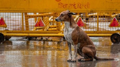 A stray dog sits near a police barricade amid rainfall in Delhi (PTI) A stray dog sits near a police barricade amid rainfall in Delhi (PTI)