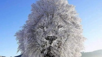 What do you see Lion or a Frozen tree? (X/@_observer0_0) What do you see Lion or a Frozen tree? (X/@_observer0_0)