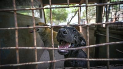 SC stray dogs case hearing: Govt said there 37 lakh dog bite cases have been reported in a year (Hindustan Times) SC stray dogs case hearing: Govt said there 37 lakh dog bite cases have been reported in a year (Hindustan Times)