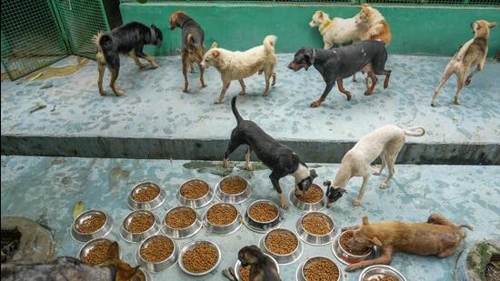 Dogs at the Shivalay Animal Wellness Centre in Noida on Wednesday. (PTI)