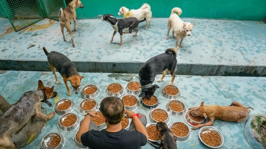 A volunteer feeds dogs at the Shivalay Animal Wellness Centre, an animals' treatment and rehabilitation facility of House of Stray Animals, in Noida (PTI)