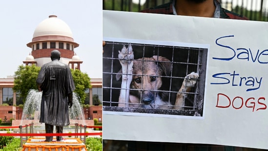 The Supreme Court reserves its order on the plea seeking a stay of the August 11 directive on stray dogs in Delhi-NCR. The Supreme Court reserves its order on the plea seeking a stay of the August 11 directive on stray dogs in Delhi-NCR.