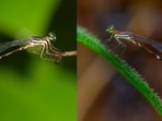 Konkan Shadowdamsel and Crimson Shadowdamsel were reportedly mistaken for the Red-spot Shadowdamsel.