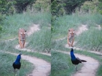 Rare glimpse of India’s national animal and bird in one frame. Rare glimpse of India’s national animal and bird in one frame.