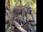 A viral video showed a young elephant playing in a stream.
