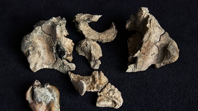 In this photo taken on August 5, 2025 and released by Museums Victoria on August 13, 2025 shows the partial fossil skull of a Janjucetus dullardi at Museums Victoria in Melbourne. (AFP) In this photo taken on August 5, 2025 and released by Museums Victoria on August 13, 2025 shows the partial fossil skull of a Janjucetus dullardi at Museums Victoria in Melbourne. (AFP)