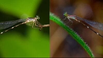 Konkan Shadowdamsel and Crimson Shadowdamsel were reportedly mistaken for the Red-spot Shadowdamsel. Konkan Shadowdamsel and Crimson Shadowdamsel were reportedly mistaken for the Red-spot Shadowdamsel.