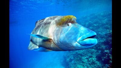 Overfishing had nearly wiped out the humphead wrasse, in the oceans of the Indo-Pacific. (A single fish can still fetch up to ₹75,000.) (Wikimedia) Overfishing had nearly wiped out the humphead wrasse, in the oceans of the Indo-Pacific. (A single fish can still fetch up to ₹75,000.) (Wikimedia)