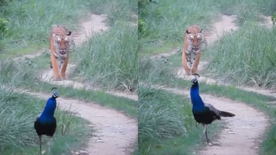 Rare glimpse of India’s national animal and bird in one frame. (@Rakesh Bhatt/X) Rare glimpse of India’s national animal and bird in one frame. (@Rakesh Bhatt/X)