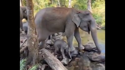 A viral video showed a young elephant playing in a stream. (X@susantananda3) A viral video showed a young elephant playing in a stream. (X@susantananda3)
