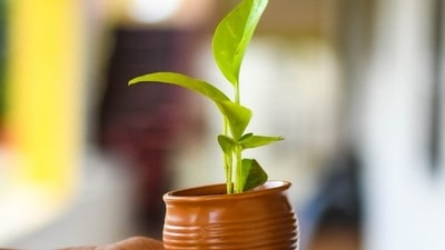 Soil (Pixabay) Soil (Pixabay)