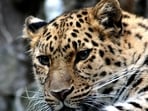 Leopard injured young boy in Bengaluru.