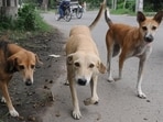 Stray dogs