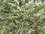 An optical illusion showing dense green leaves went viral as people raced to spot a hidden snake. An optical illusion showing dense green leaves went viral as people raced to spot a hidden snake.