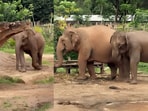 A baby elephant melted hearts as it ran back to its mother after wandering off.