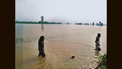 Farmers wade through fields flooded by the Sutlej at Nihalawala village in Ferozepur. (HT) Farmers wade through fields flooded by the Sutlej at Nihalawala village in Ferozepur. (HT)