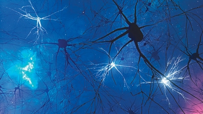 Inside the fragment, researchers found 150 million synapses and 9 inches of blood vessels in a delicate tapestry. (Above) A 3D illustration of neurons and synapses. (Adobe Stock) Inside the fragment, researchers found 150 million synapses and 9 inches of blood vessels in a delicate tapestry. (Above) A 3D illustration of neurons and synapses. (Adobe Stock)
