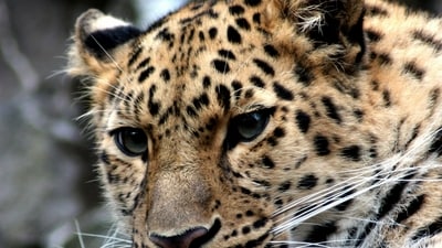 Leopard injured young boy in Bengaluru. Leopard injured young boy in Bengaluru.
