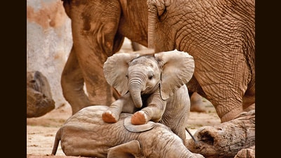 MAMA?: Research has shown that elephants respond to the unique calls family groups use for specific individuals. (Adobe stock) MAMA?: Research has shown that elephants respond to the unique calls family groups use for specific individuals. (Adobe stock)