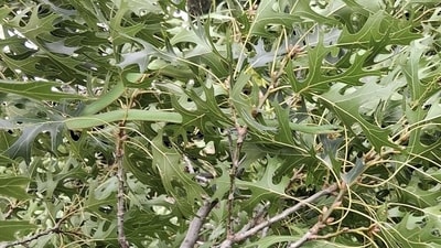An optical illusion showing dense green leaves went viral as people raced to spot a hidden snake. (Reddit/Ornery_Foreman) An optical illusion showing dense green leaves went viral as people raced to spot a hidden snake. (Reddit/Ornery_Foreman)
