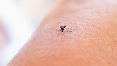 Dengue is a viral infection that spreads from mosquitoes and is common in tropical climates (unsplash) Dengue is a viral infection that spreads from mosquitoes and is common in tropical climates (unsplash)