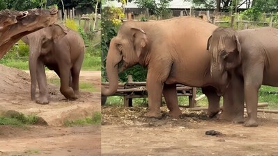 A baby elephant melted hearts as it ran back to its mother after wandering off. (Instagram/lek_chailert) A baby elephant melted hearts as it ran back to its mother after wandering off. (Instagram/lek_chailert)