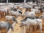 Two to 10 cow shelters in each of the 75 Uttar Pradesh districts will be developed as large model centres. (For Representation) Two to 10 cow shelters in each of the 75 Uttar Pradesh districts will be developed as large model centres. (For Representation)