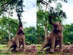 An elephant’s determined effort to grab fresh leaves from a tree went viral.