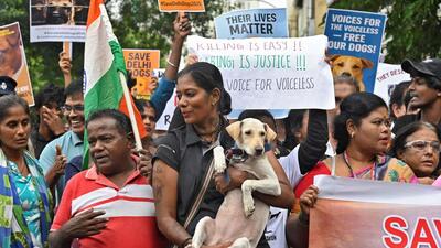 A woman holds a dog as she and other animal lovers attend a protest rally, after India's top court last week ordered authorities in Delhi and its suburbs to relocate all stray dogs to shelters within eight weeks, in Chennai. (REUTERS) A woman holds a dog as she and other animal lovers attend a protest rally, after India's top court last week ordered authorities in Delhi and its suburbs to relocate all stray dogs to shelters within eight weeks, in Chennai. (REUTERS)