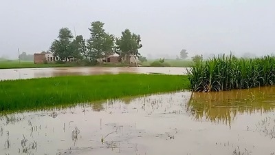 Fields in Ferozepur remained submerged under water on Sunday. Fields in Ferozepur remained submerged under water on Sunday.