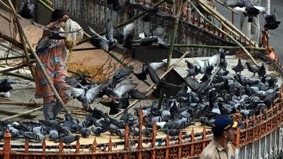 Mumbai, India. Aug 06, 2025: On Wednesday morning, over a hundred members of the Jain community protested at Dadar. They forcefully opened the Dadar Kabutarkhana, removed the plastic sheet, and offered grains to the pigeons. Mumbai, India. Aug 06, 2025. (Photo by Raju Shinde/HT Photo) (Raju Shinde)