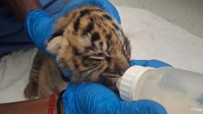 The cub being fed a special milk formula for cats, which also contains vitamin supplements. (HT Photo) The cub being fed a special milk formula for cats, which also contains vitamin supplements. (HT Photo)