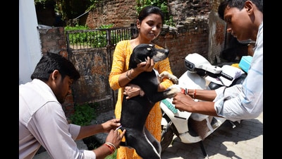 The seeds of the current situation were sown by the Animal Birth Control Rules, 2001 (updated in 2023) that prevents rabid dogs from being euthanised. (ANI) The seeds of the current situation were sown by the Animal Birth Control Rules, 2001 (updated in 2023) that prevents rabid dogs from being euthanised. (ANI)