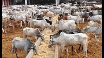 Two to 10 cow shelters in each of the 75 Uttar Pradesh districts will be developed as large model centres. (For Representation) Two to 10 cow shelters in each of the 75 Uttar Pradesh districts will be developed as large model centres. (For Representation)