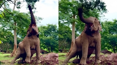 An elephant’s determined effort to grab fresh leaves from a tree went viral. (Instagram/elephantnaturepark) An elephant’s determined effort to grab fresh leaves from a tree went viral. (Instagram/elephantnaturepark)