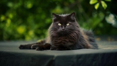 A Los Angeles neighbourhood was overrun by stray ‘zombie’ cats, disturbing residents at night. (Representational image/Pixabay) A Los Angeles neighbourhood was overrun by stray ‘zombie’ cats, disturbing residents at night. (Representational image/Pixabay)