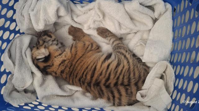 The cub is kept in warm blankets to simulate its mother’s presence. (HT Photo) The cub is kept in warm blankets to simulate its mother’s presence. (HT Photo)