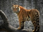 Ranthambore National Park is home to more than 60 tigers, as well as several other reptiles and mammals (Representational image). Ranthambore National Park is home to more than 60 tigers, as well as several other reptiles and mammals (Representational image).