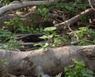 The optical illusion showed greenery where a snake was camouflaged, puzzling many.