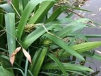 How many frogs can you spot? How many frogs can you spot?