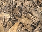 Can you spot the frog? Can you spot the frog?