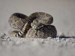 Hiker dies after picking up a snake. Hiker dies after picking up a snake.