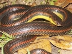The Florida Fish and Wildlife Conservation Commission (FWC) has urged that the sightings of the rainbow snake be reported The Florida Fish and Wildlife Conservation Commission (FWC) has urged that the sightings of the rainbow snake be reported