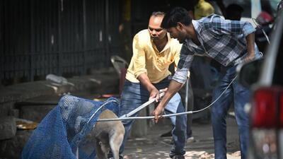 Several dogs have also been removed from the municipal offices, including the Civic Center, an official said. (File/Sanchit Khanna/HT Photo) Several dogs have also been removed from the municipal offices, including the Civic Center, an official said. (File/Sanchit Khanna/HT Photo)