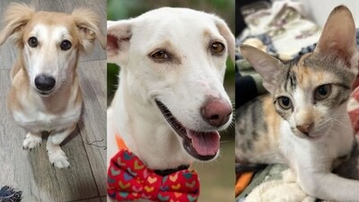 These lovable furballs in Delhi-NCR are looking for their forever family. Could you be the one to give them a loving home?