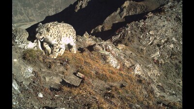 Camera traps have detected at least 12 adult snow leopards, with an estimated presence of up to 20 individuals. (HT photo) Camera traps have detected at least 12 adult snow leopards, with an estimated presence of up to 20 individuals. (HT photo)